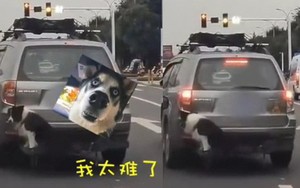 Sợ chó cưng làm rụng đầy lông ra xe, tài xế bèn xích luôn con vật tội nghiệp ra đằng sau cho đỡ phiền hà