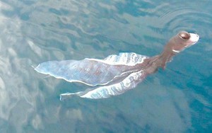 Thông tin bất ngờ về con vật lạ như tà áo dài xuất hiện ở biển Phú Quý