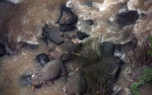 5 chú voi tử nạn khi lao xuống thác để cứu đồng loại rơi xuống đó