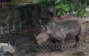 Tê giác dũng mãnh bỏ chạy khi gặp tê giác “giả”