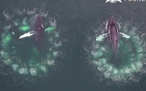 Video cực hiếm ghi lại quá trình cá voi "đan lưới" săn mồi: Cảnh tượng được xem là kỳ vĩ nhất của đại dương