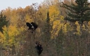 Video: Gấu mẹ trèo cây động viên các con vượt qua sợ hãi