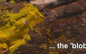 Cuối cùng chúng ta cũng biết danh tính thực sự của "The Blob" - quái vật không não và có đến 720 giới tính đang gây bão