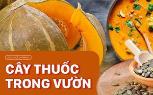 Loại quả dùng để nấu vô khối món ngon, ăn vào giúp da siêu đẹp và còn là thuốc quý được Đông y trọng dụng