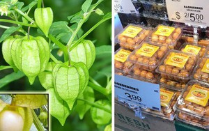 Một loại quả mọc dại ở Việt Nam nhưng lại được bày bán “sang chảnh” ở siêu thị nước ngoài, vài nơi còn không có đủ cho khách mua