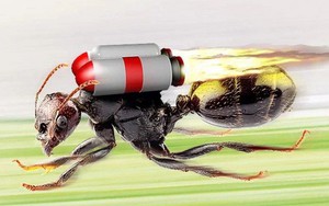 Kiến bạc Sahara: Vua tốc độ của thế giới kiến, có khả năng tăng tốc nhanh gấp 10 lần Usain Bolt