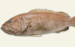 Người Úc ngày nào cũng ăn và khen con cá này ngon, nhưng hóa ra lại là loài khoa học chưa từng biết đến
