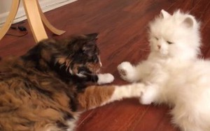 Phản ứng hài hước của những chú mèo khi gặp 1 chú mèo máy