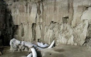 Mexico phát hiện 800 chiếc xương hóa thạch voi ma mút