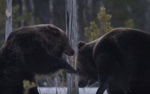 Hai con gấu nâu kịch chiến để giành mồi