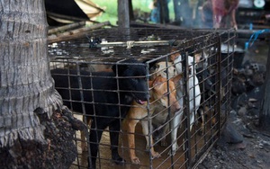 Ngành kinh doanh thịt chó ở Campuchia: Tàn bạo, đầy tội lỗi và những hệ lụy sức khỏe đáng báo động