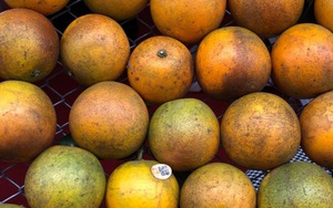 Loạn cam Cao Phong giá rẻ, nhưng cam Cao Phong xịn bán tận vườn giá 19.000 đồng/kg