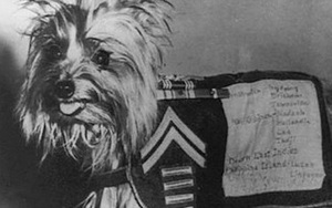 Chú chó tí hon bỗng chốc trở thành 'siêu chiến binh' trong Thế chiến II
