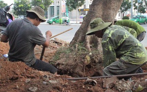 Vì sao hàng loạt cây xanh trên đường phố Đông Hà bị đốn hạ?