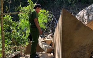 Kiểm lâm thừa nhận kết luận không chính xác vụ phá rừng vì phải... báo cáo nhanh
