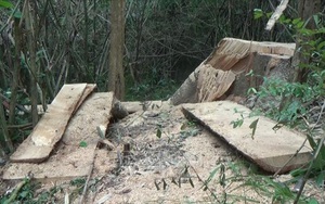 Vụ phá rừng đặc dụng tại Đắk Lắk: Cần làm rõ những điểm bất thường