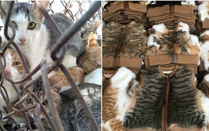 Nở rộ ngành công nghiệp lông mèo tàn bạo tại Trung Quốc khiến hàng trăm nghìn người yêu động vật thế giới xót xa