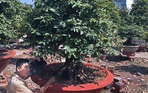 Cây mai 900 triệu đồng của ông chủ ở Sài Gòn