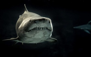 Bị kẹt đầu khi lao vào lồng bảo vệ thợ lặn, cá mập trắng vùng vẫy thoát ra rồi mất mạng đau đớn dưới đại dương sâu thẳm
