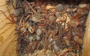 Đàn nhện thợ săn hung hăng 'cướp đất', chen chúc sống trong tổ mới