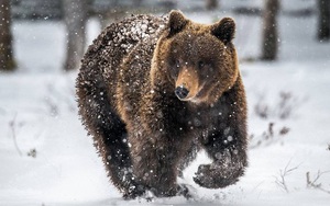 Biến đổi khí hậu, gấu xám Bắc Mỹ di cư khắp nơi để kiếm mồi
