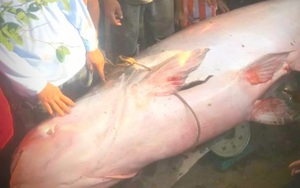Bắt cá tra dầu quý hiếm nặng hơn 230kg, xử lý hình sự được không?