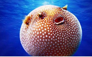 Những sinh vật “độc nhất vô nhị” dưới đáy đại dương