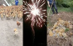 Gần 250 con gà lăn đùng ra chết nghi do tiếng pháo hoa