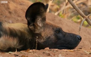 Video: Lửng mật gian manh rình rập định ăn thịt con non của chó hoang