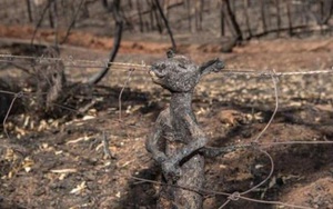 Ảnh: Đau đớn ‘cái chết câm lặng’ của hàng trăm triệu động vật trong cháy rừng Australia
