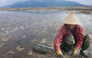 Ngao chết nổi lên trắng đầm, nước mắt dân làng nghề lại... rơi xuống