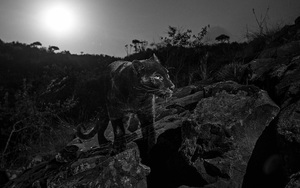 Vẻ đẹp siêu thực của loài báo đen bí ẩn nhất châu Phi