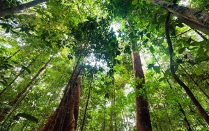 Rừng nhiệt đới đang mất dần khả năng hấp thụ CO2