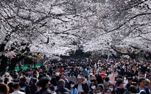 24h qua ảnh: Đông nghịt khách ngắm hoa anh đào ở Nhật Bản