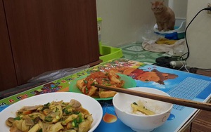 Than thở vì mèo hay "đi nặng" đúng giờ cơm, chàng trai "đứng hình" khi nghe lời khuyên của dân mạng