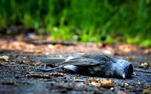 Thiên nhiên kỳ bí: Bí mật về vùng đất khiến hàng ngàn con chim đua nhau tự sát
