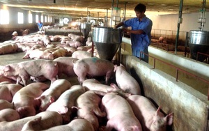 Đẩy mạnh các giải pháp đưa giá lợn hơi về mức bình thường