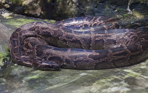 Vì sao gọi trăn Anaconda là 'quái vật' đáng sợ nhất rừng Amazon