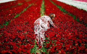 24h qua ảnh: Cô gái hái hoa mao lương đỏ trên cánh đồng ở Israel