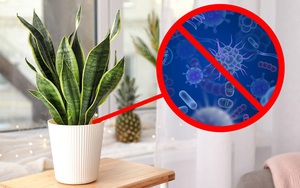 Bất ngờ với giá trị sức khỏe tuyệt vời từ 15 loại cây cảnh khi trồng trong nhà, văn phòng