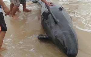 Giải cứu cá heo 40 kg mắc cạn, đưa ra biển an toàn