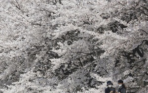 24h qua ảnh: Người dân ngắm hoa anh đào nở rộ ở thủ đô Hàn Quốc
