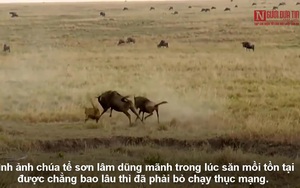 Video: Chúa sơn lâm cắm đầu bỏ chạy vì con mồi nổi cơn thịnh nộ