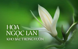 Trồng một cây hoa ngọc lan: Thơm - ngon - đẹp - Thật xứng danh là một "kho báu" trong vườn