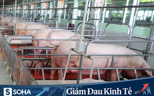 Nhà máy giết mổ và pha lóc thịt lợn 450 tỷ đồng của C.P Việt Nam