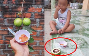 2 bố con hớn hở thu hoạch ổi "hộ" hàng xóm, chuẩn bị muối ớt sẵn sàng nhưng khi bổ ra lại gặp cảnh không ngờ