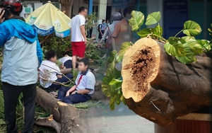 Họp báo vụ cây bật gốc đè 13 học sinh thương vong ở TP.HCM: HS lớp 6 không qua khỏi sau 65 phút cấp cứu