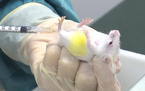 Kết quả thử nghiệm vắc xin Covid-19 trên chuột của Việt Nam sau 10 ngày ra sao?