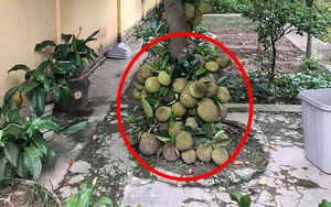 Khoe cây mít mọc chi chít ở gốc, người trồng bất ngờ bị dân mạng cảnh báo một điều