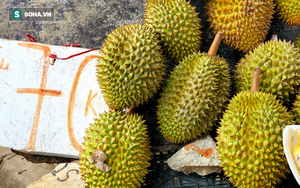 Tìm sầu riêng ngon, người bán hàng chỉ ra một chi tiết bất hợp lý mà ai cũng phải gật gù